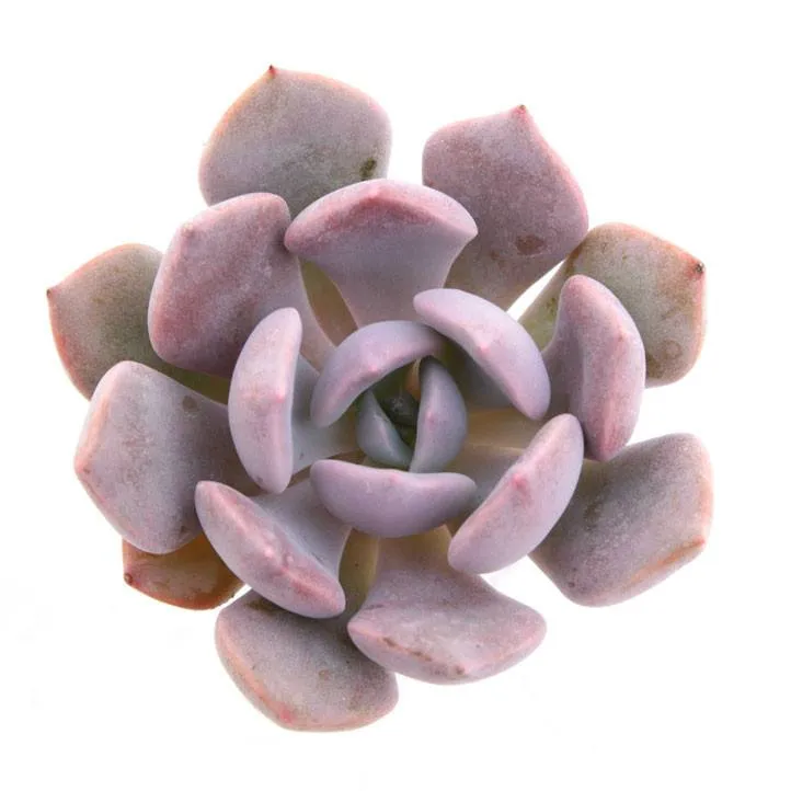 Graptoveria 'Debbie'