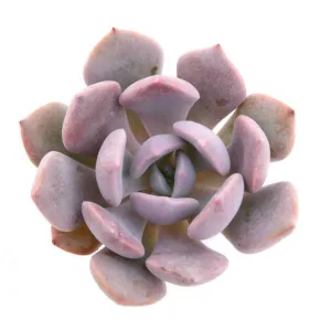 Graptoveria 'Debbie'