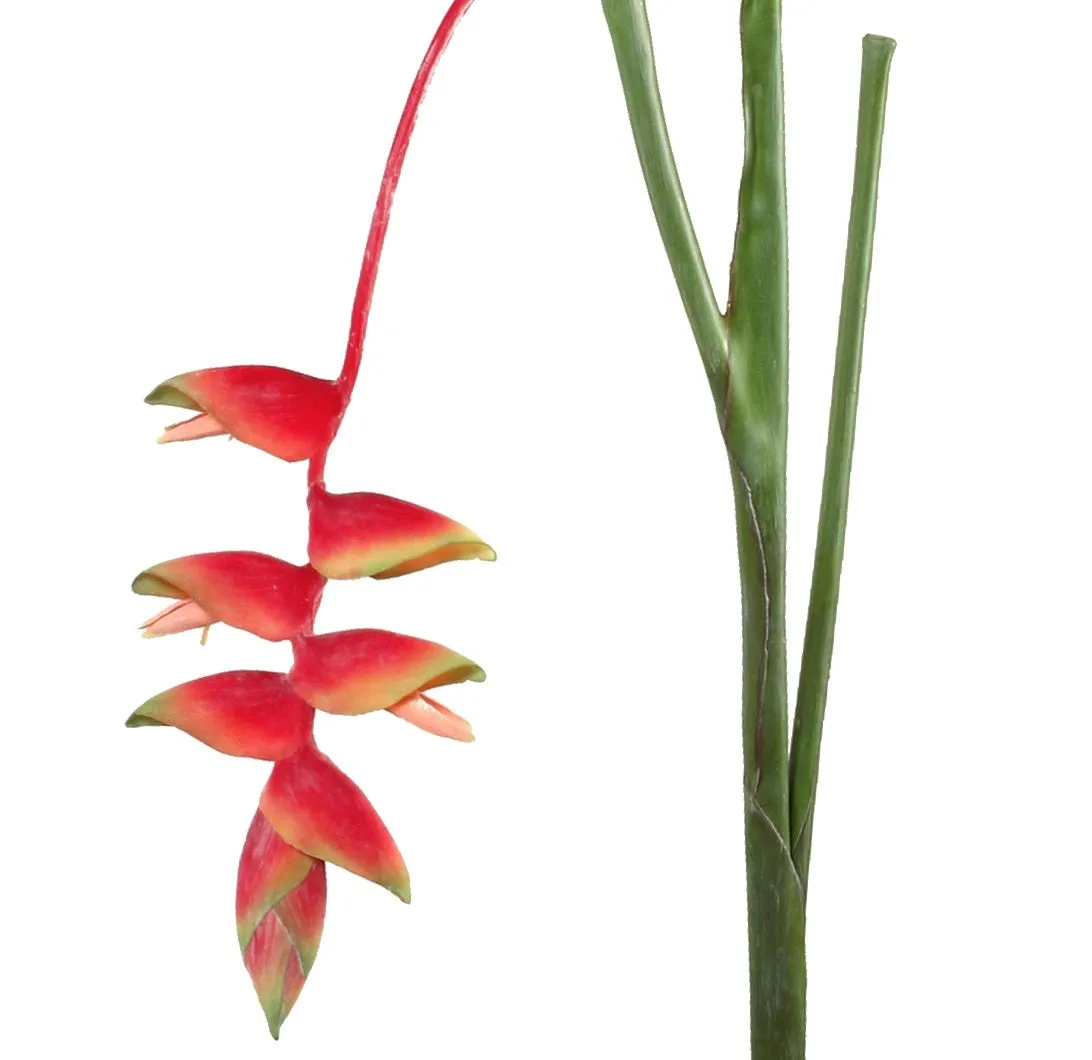 Heliconia Stem, 36" L